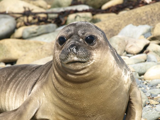 ../../Pictures/241209/139 Seeelefanten.JPG